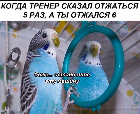 КОГДА ТРЕНЕР СКАЗАЛ ОТЖАТЬСЯ 5 РАЗ, А ТЫ ОТЖАЛСЯ 6 боже... остановите эту машину