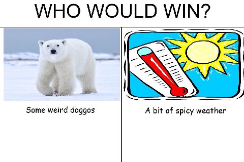 WHO Some weird doggos A bit of spicy weather