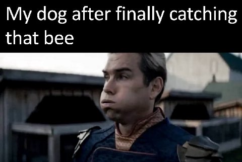 dog after finally catching that bee