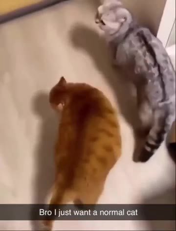 мем