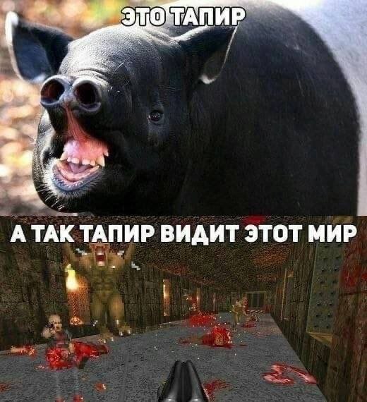 О`ТАПИР АТАК ТАПИР ВИДИТ ЭТОТ МИР