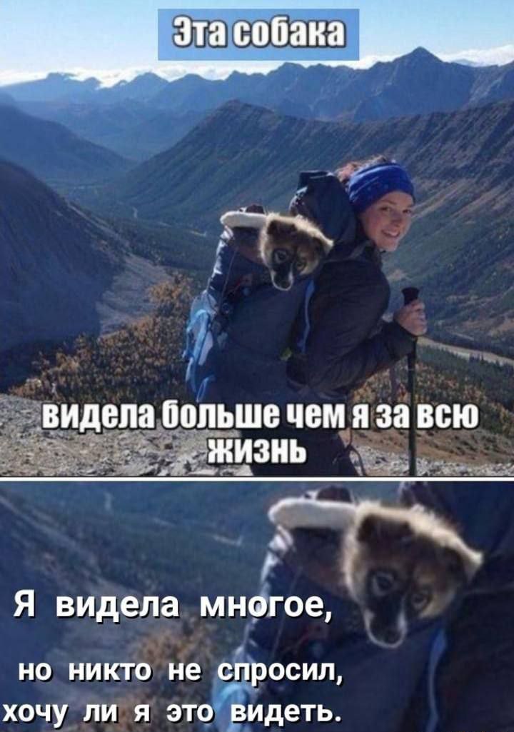 Эта собака видела больше чем я завсю ЖИЗНЬ Я видела многое, но никто не спросил, хочу ли я это видеть.
