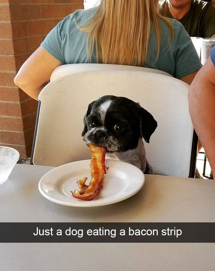 Just a dog eating a bacon strip