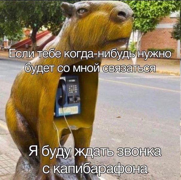4. когда-нибудь нужно ‘будет Я буду ждать звонка С капибарафона.