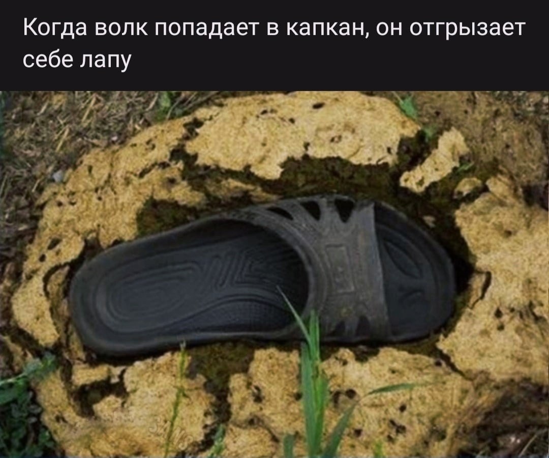 Когда волк попадает в капкан, он отгрызает себе лапу