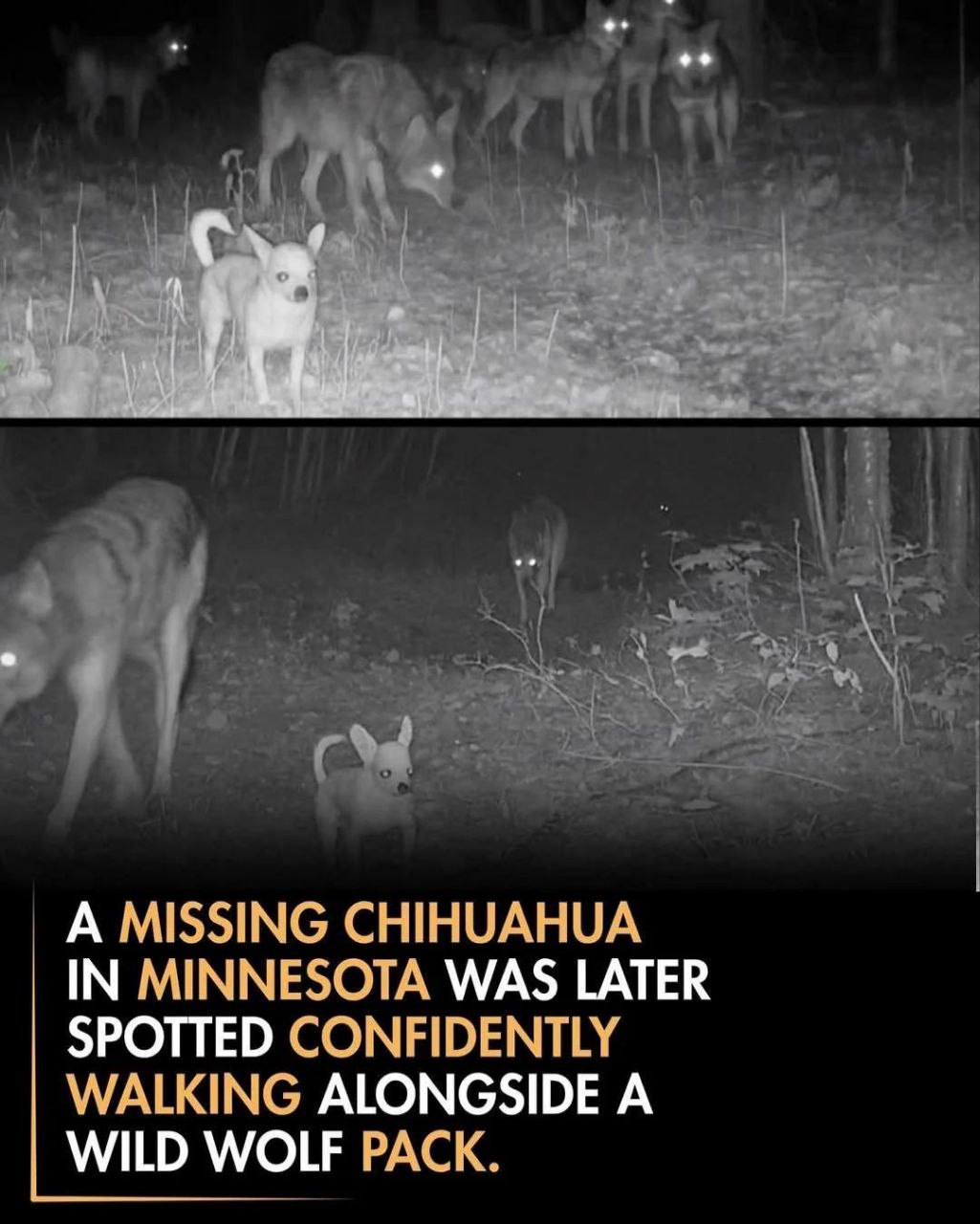 A MISSING CHIHUAHUA IN MINNESOTA WAS LATER SPOTTED CONFIDENTLY WALKING ALONGSIDE A WILD WOLF PACK.