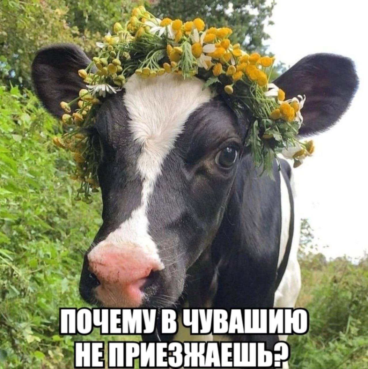 a ПОЧЕМУ В ЧУВАШИЮ a