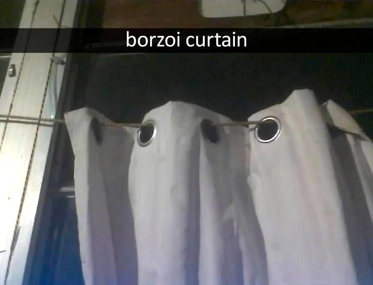 borzoi curtain