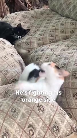 мем