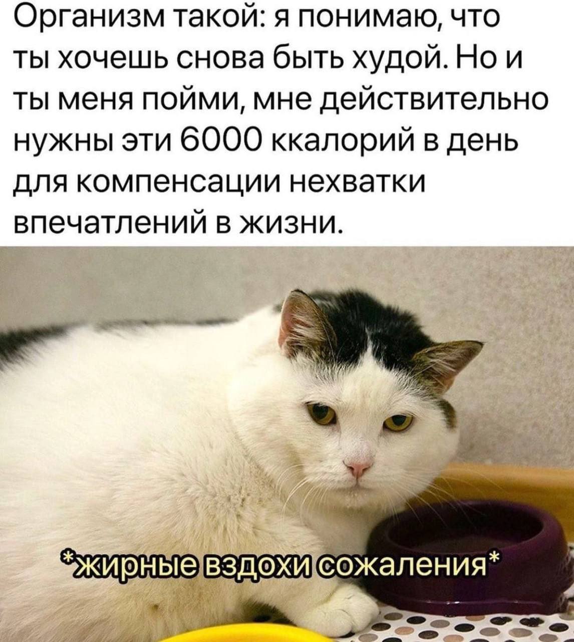 Организм такой: я понимаю, что ты хочешь снова быть худой. Но и ты меня пойми, мне действительно нужны эти 6000 ккалорий в день для компенсации нехватки впечатлений в жизни.
