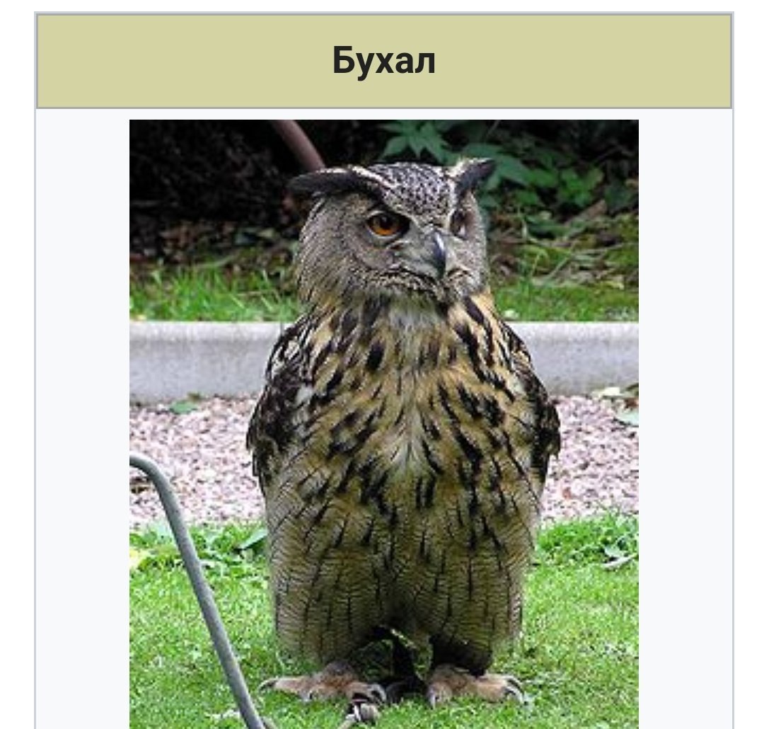 Бухал у