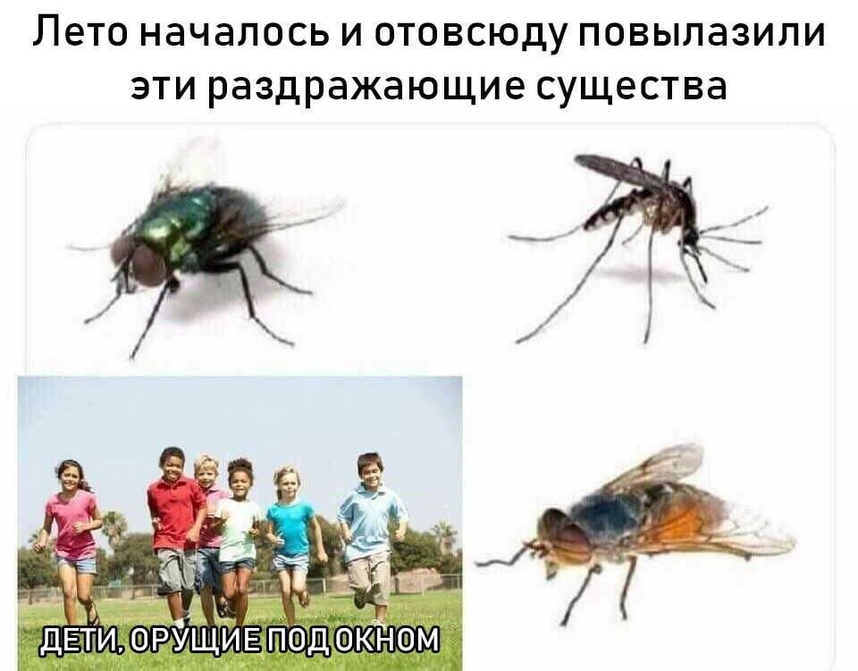 Лето началось и отовсюду повылазили эти раздражающие существа 4