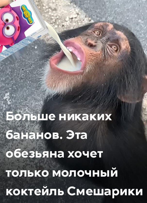 a $4 Больше никаких бананов. Эта обезьяна хочет только молочный коктейль Смешарики