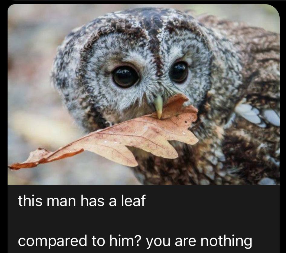 this man has а leaf compared to him? you are nothing