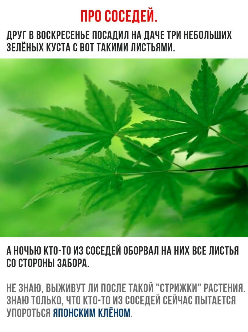 ПРО СОСЕДЕЙ. ДРУГ В ВОСКРЕСЕНЬЕ ПОСАДИЛ НА ДАЧЕ ТРИ НЕБОЛЬШИХ ЗЕЛЁНЫХ КУСТА С ВОТ ТАКИМИ ЛИСТЬЯМИ. А НОЧЬЮ КТО-ТО ИЗ СОСЕДЕЙ ОБОРВАЛ НИХ ВСЕ ЛИСТЬЯ С0 СТОРОНЫ ЗАБОРА. НЕ ЗНАЮ, ВЫЖИВУТ ЛИ ПОСЛЕ ТАКОЙ "