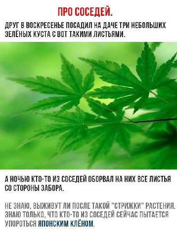 ПРО СОСЕДЕЙ. ДРУГ В ВОСКРЕСЕНЬЕ ПОСАДИЛ НА ДАЧЕ ТРИ НЕБОЛЬШИХ ЗЕЛЁНЫХ КУСТА С ВОТ ТАКИМИ ЛИСТЬЯМИ. А НОЧЬЮ КТО-ТО ИЗ СОСЕДЕЙ ОБОРВАЛ НИХ ВСЕ ЛИСТЬЯ С0 СТОРОНЫ ЗАБОРА. НЕ ЗНАЮ, ВЫЖИВУТ ЛИ ПОСЛЕ ТАКОЙ "