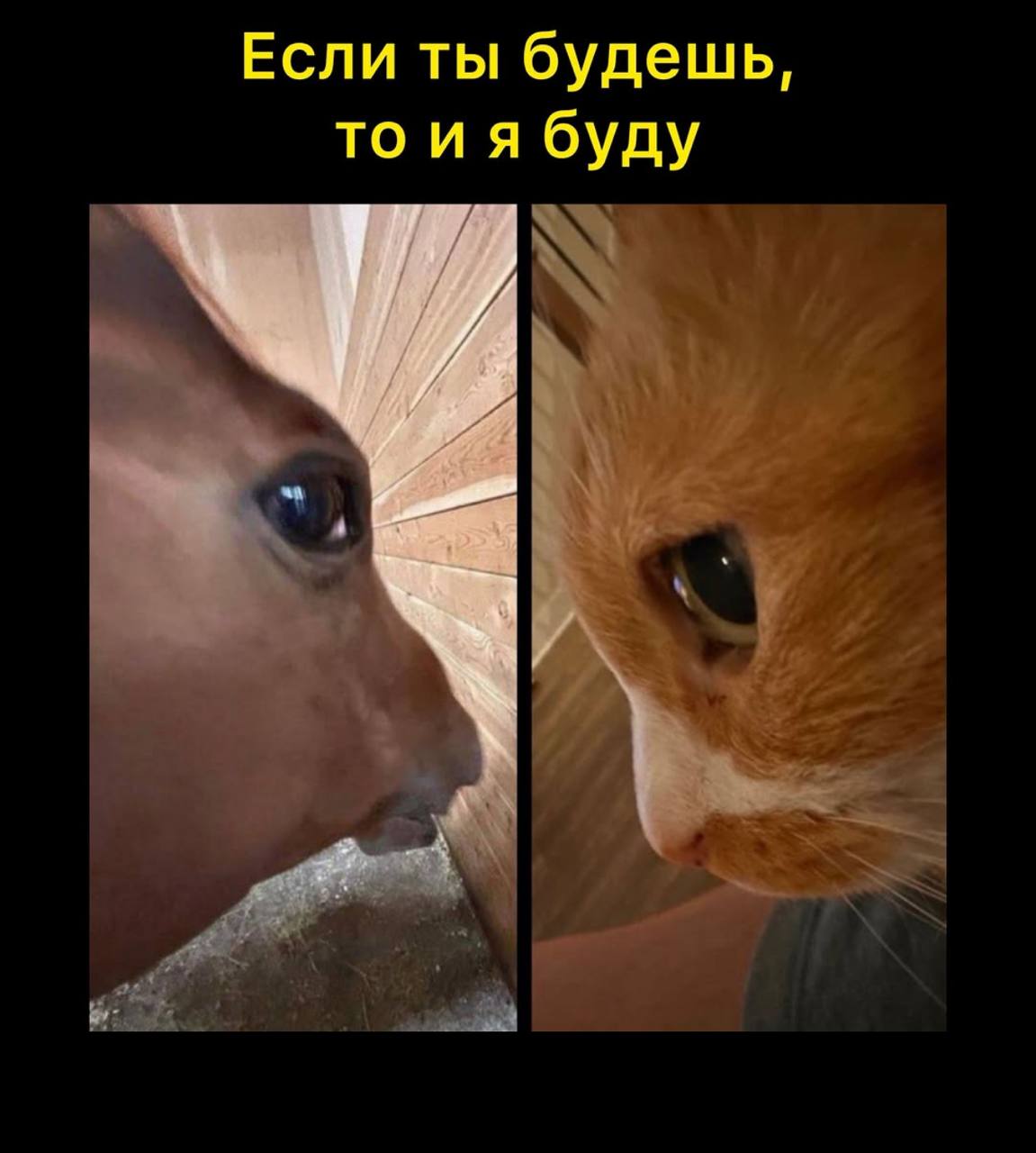 Если ты будешь, то иябуду