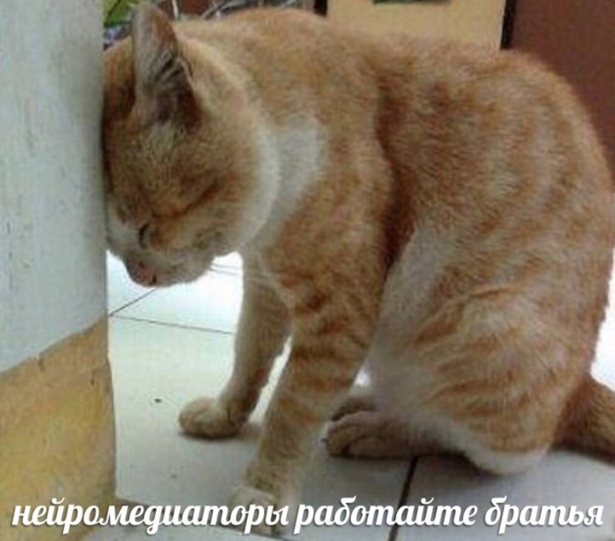 нейромедиаторы радотайте братья
