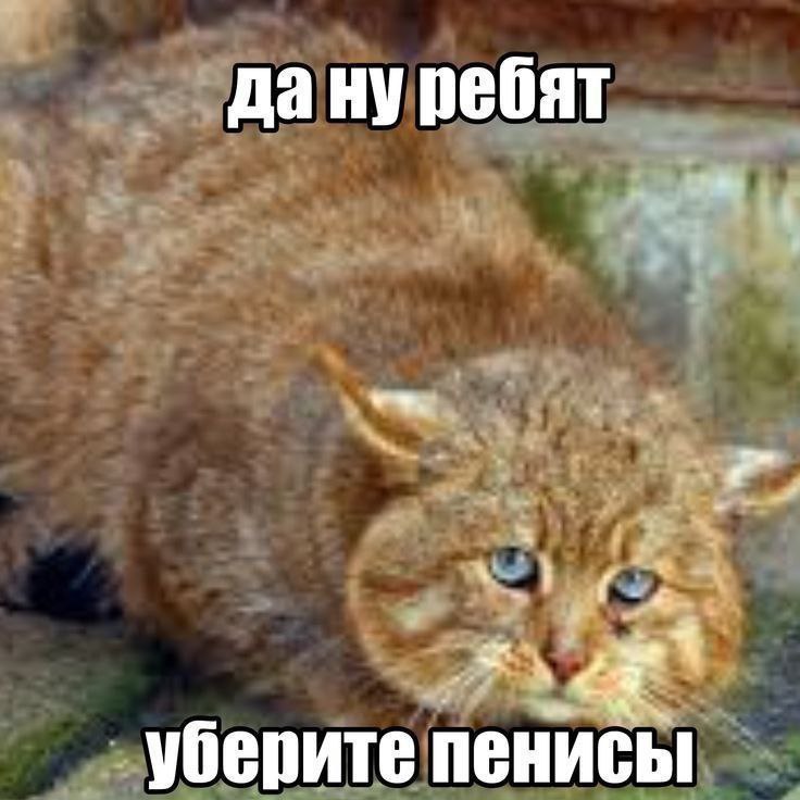 дануребят уберите пенисы