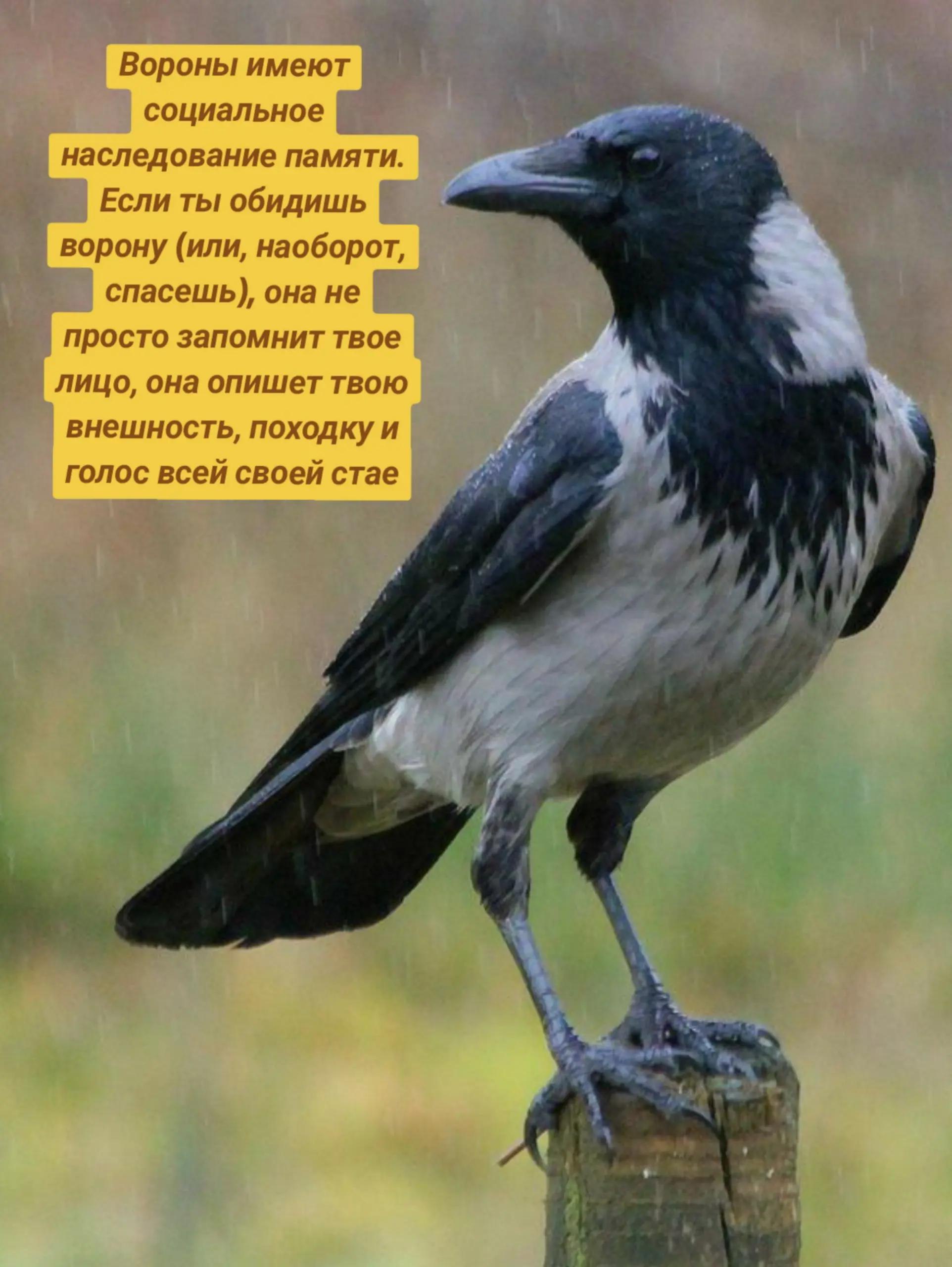Вороны имеют социальное наследование памяти. Если ты обидишь ворону (или, наоборот, спасешь), она не просто запомнит твое лицо, она опишет твою внешность, походку и голос всей своей стае 1