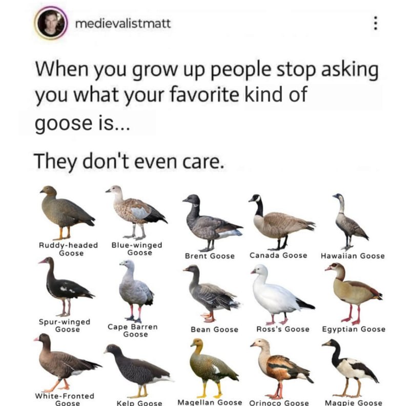 (9) medievalistmatt When you grow up people stop asking you what your favorite kind of goose is... They don't even care. у Видду-Веадед Blue-winged Goose боозе Brent Goose Hawaiian Goose Cape Goose Eg