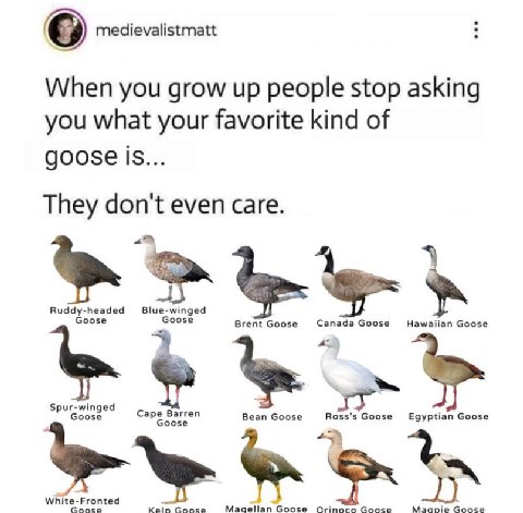 (9) medievalistmatt When you grow up people stop asking you what your favorite kind of goose is... They don't even care. у Видду-Веадед Blue-winged Goose боозе Brent Goose Hawaiian Goose Cape Goose Eg