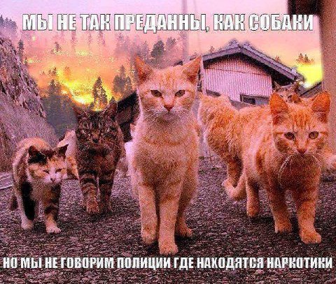 и НЕГОВОРИМ ПОЛИЦИИ НАРКОТИКИ