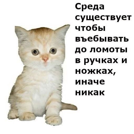 Среда существует чтобы въебывать до ломоты в ручках и ножках, иначе никак