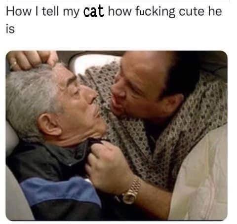 How tell my Cat how fucking cute he is