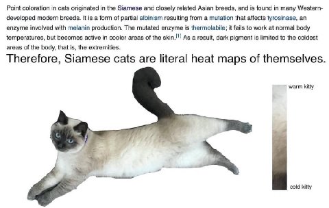 Point coloration in cats originated the Siamese and closely related Asian breeds, and is found in many Western- developed modern breeds. It is a form of partial albinism resulting from a mutation that