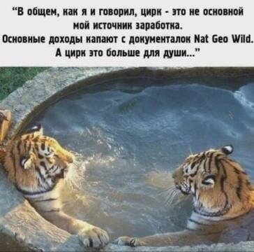 “В общем, как я и говорил, цирк это не основной мой источник заработка. Основные доходы капают с документалок Nat Geo Wild. А цирк это больше для души...” a, as к к 4