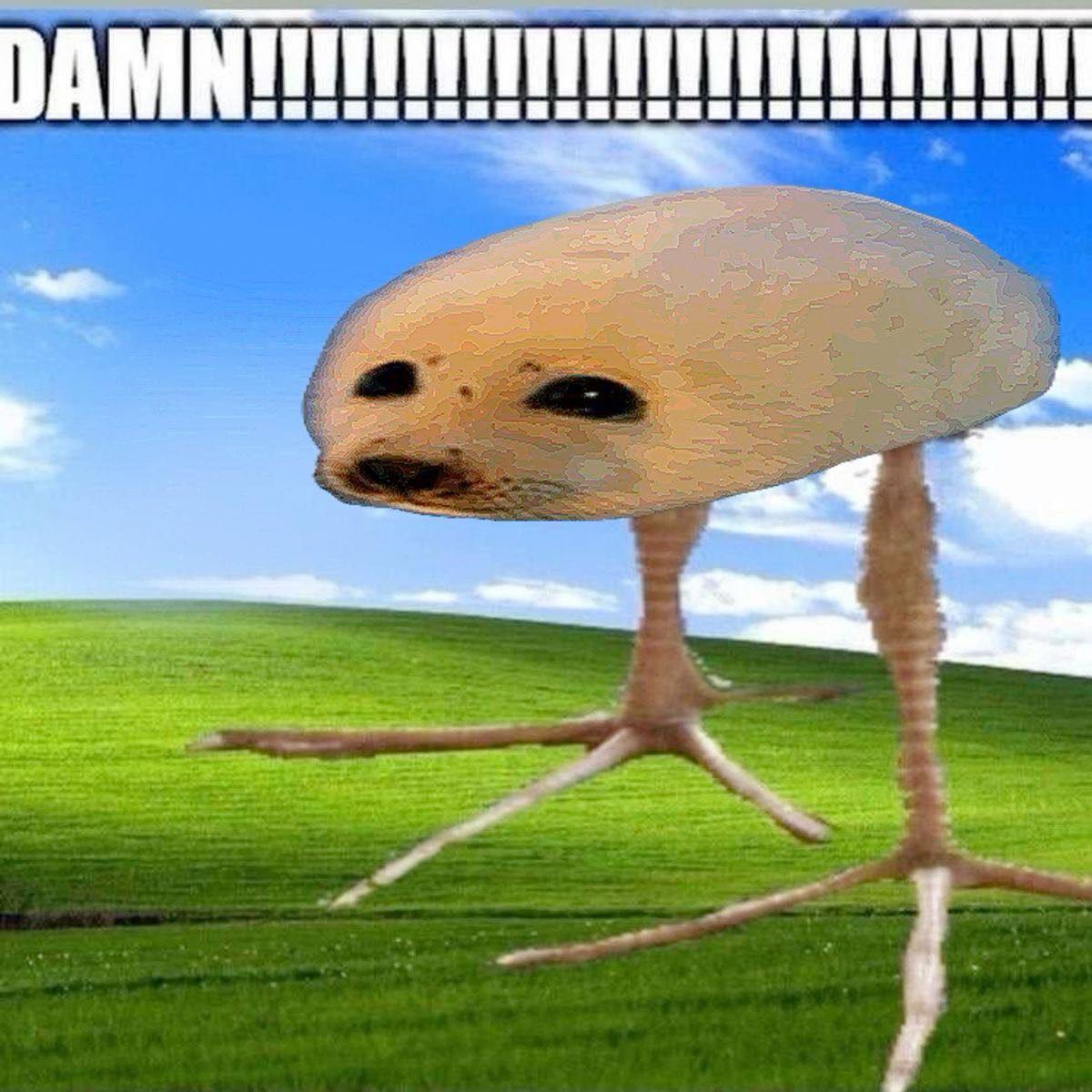 AMN i,