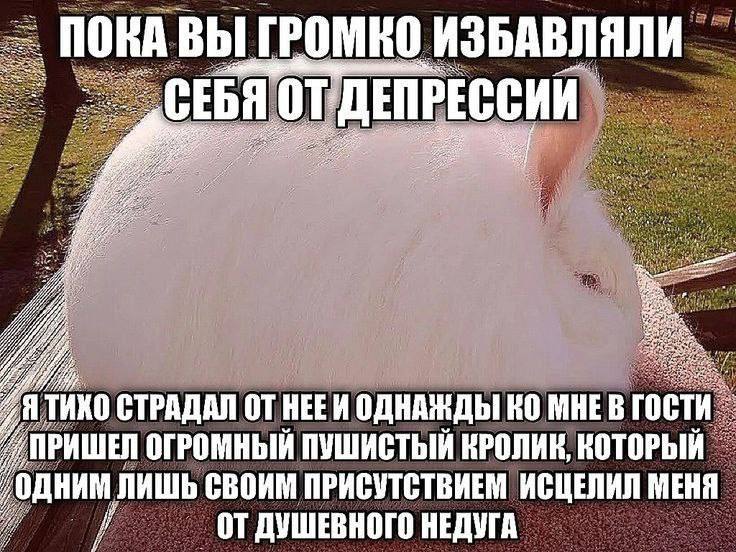 ПОКА ВЫ ГРОМКО ИЗБАВЛЯЛИ СЕБЯ ОТ Я СТРАДАЛ НЕЕИ ОДНАЖДЫ МНЕВ гости РИШЕЙ ОГРОМНЫЙ ПУШИСТЫЙ КРОЛИК, КОТОРЫЙ одним ЛИШЬ СВОИМ ПРИСУТСТВИЕМ ИСЦЕЛИЛ МЕНЯ ДУШЕВНОГО НЕДУГА