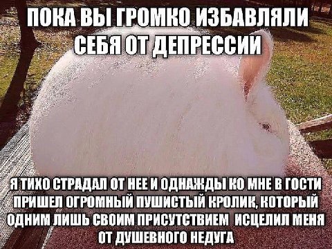 ПОКА ВЫ ГРОМКО ИЗБАВЛЯЛИ СЕБЯ ОТ Я СТРАДАЛ НЕЕИ ОДНАЖДЫ МНЕВ гости РИШЕЙ ОГРОМНЫЙ ПУШИСТЫЙ КРОЛИК, КОТОРЫЙ одним ЛИШЬ СВОИМ ПРИСУТСТВИЕМ ИСЦЕЛИЛ МЕНЯ ДУШЕВНОГО НЕДУГА