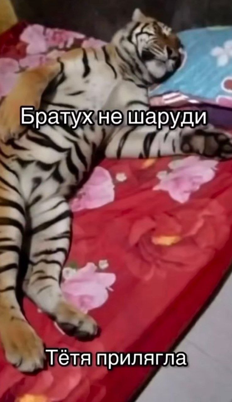 Братух не шаруди Тетя прилягла