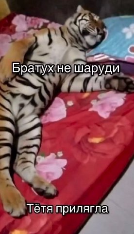 Братух не шаруди Тетя прилягла