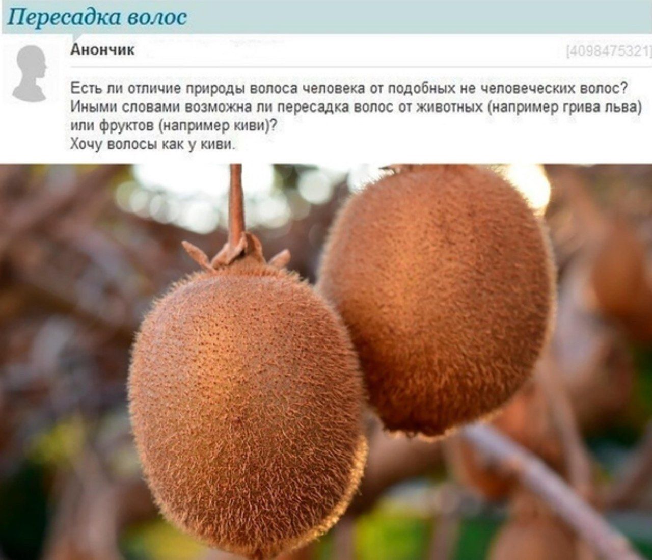 Пересадка волос Анончик Есть ли отличие природы волоса человека от подобных не человеческих волос? Иными словами возможна ли пересадка волос от животных (например грива льва) или фруктов (например кив