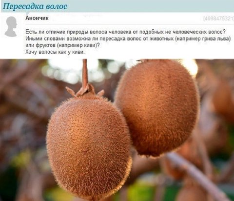 Пересадка волос Анончик Есть ли отличие природы волоса человека от подобных не человеческих волос? Иными словами возможна ли пересадка волос от животных (например грива льва) или фруктов (например кив