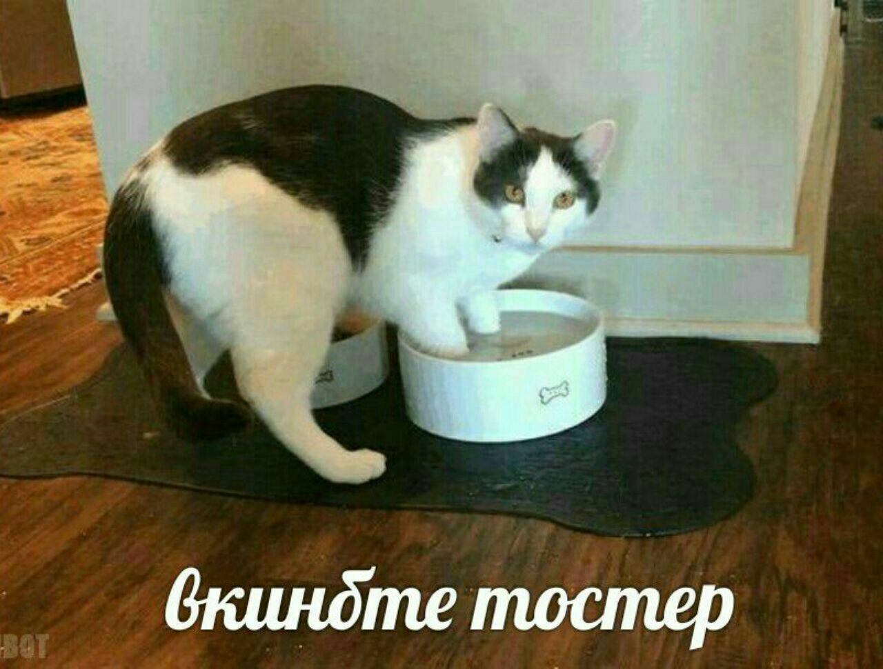 тостер
