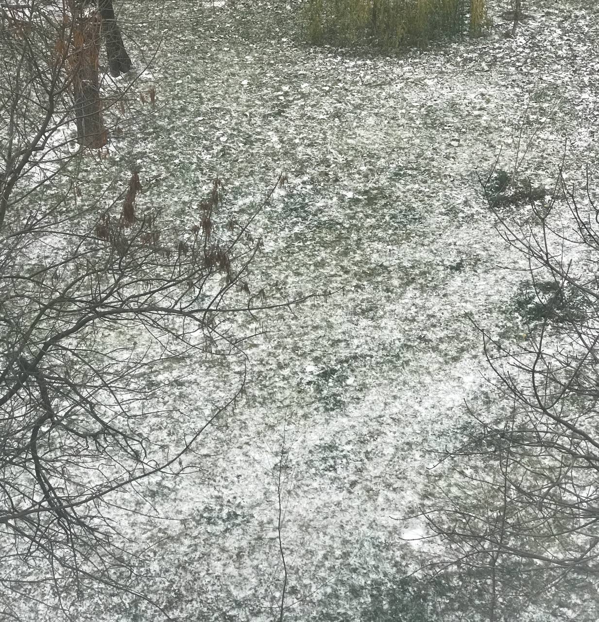 Wtf my yard is dill + sour cream now? Tasty…