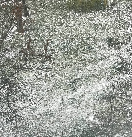 Wtf my yard is dill + sour cream now? Tasty…