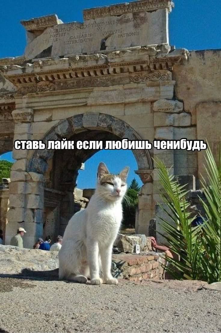 ставь лайк если любишь ченибудь.