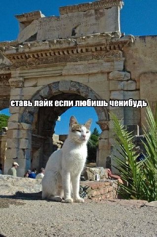 ставь лайк если любишь ченибудь.