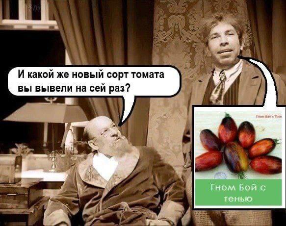 И какой же новый сорт томата вы вывели на сеи раз? if Гном Бой с тенью