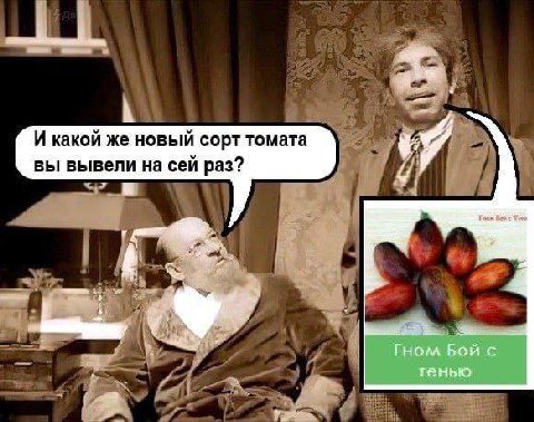 И какой же новый сорт томата вы вывели на сеи раз? if Гном Бой с тенью