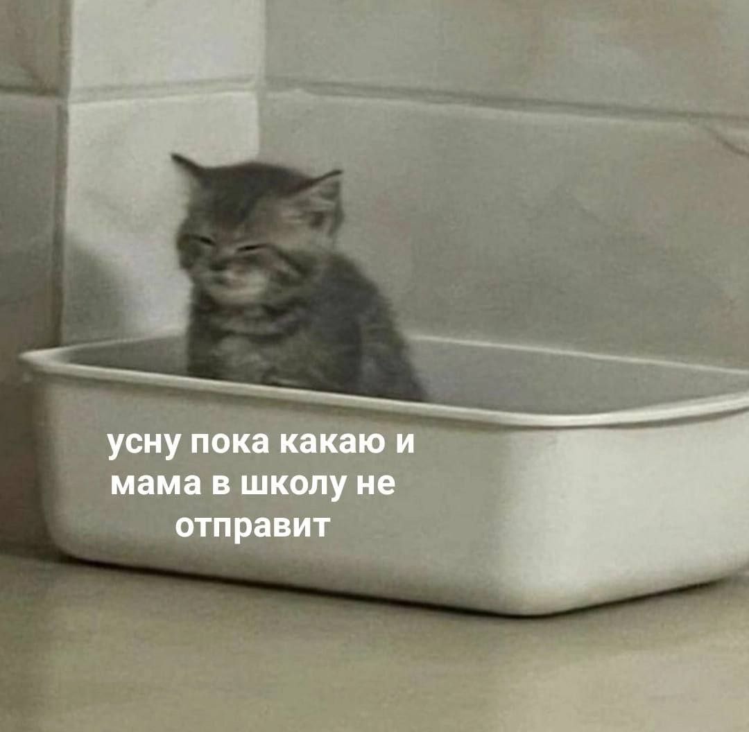 усну пока какаю и мама в школу не отправит
