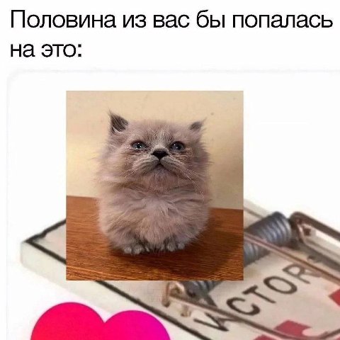 Половина из вас бы попалась на это: