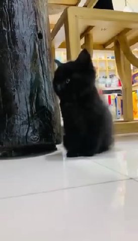 мем