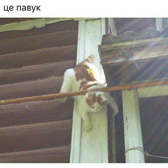 павук