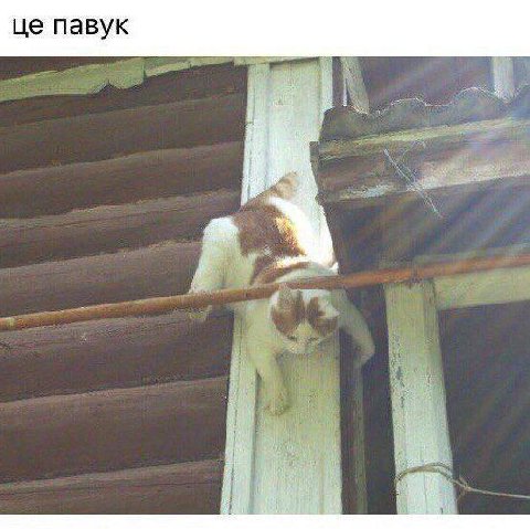 павук